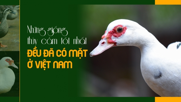 Những giống thủy cầm tốt nhất đều đã có mặt ở Việt Nam