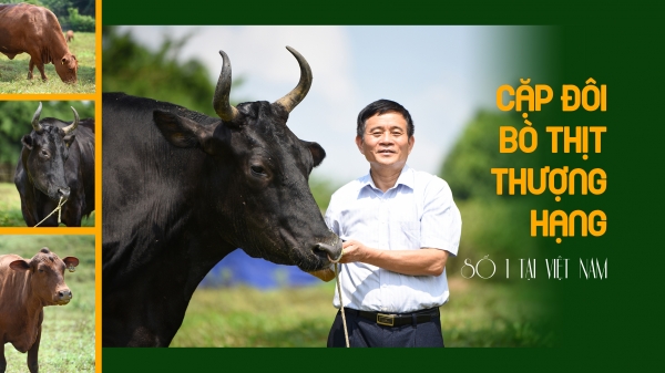 Cặp đôi bò thịt thượng hạng số 1 tại Việt Nam