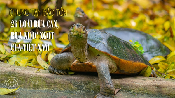 Chung tay bảo tồn 26 loài rùa cạn, rùa nước ngọt của Việt Nam