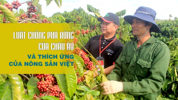 Luật chống phá rừng của Châu Âu và thích ứng của nông sản Việt