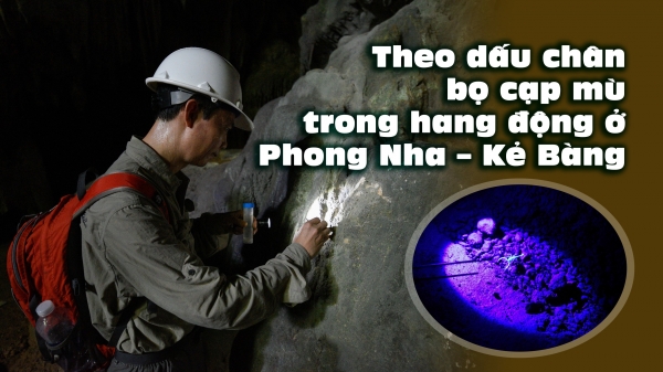 Theo dấu chân bọ cạp mù trong hang động ở Phong Nha - Kẻ Bàng