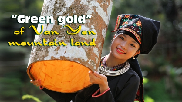 'Green gold' of Van Yen mountain land