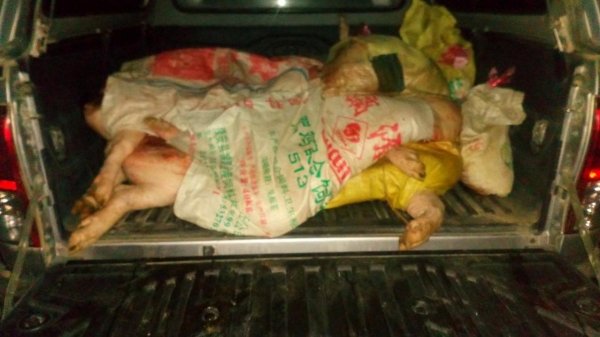 Cao Bằng: Bắt vụ vận chuyển thịt lợn sang Trung Quốc tiêu thụ