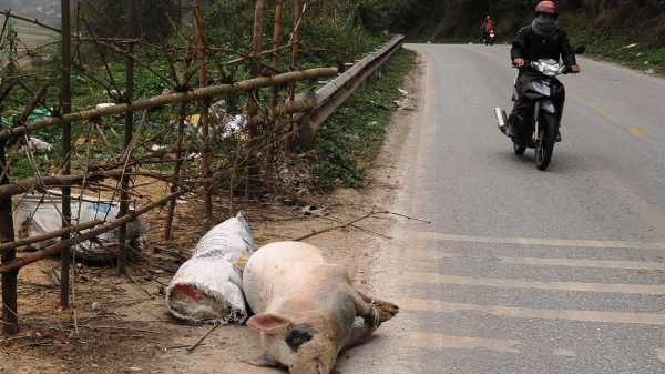 Cao Bằng: Tái diễn tình trạng vứt lợn chết trên quốc lộ 3