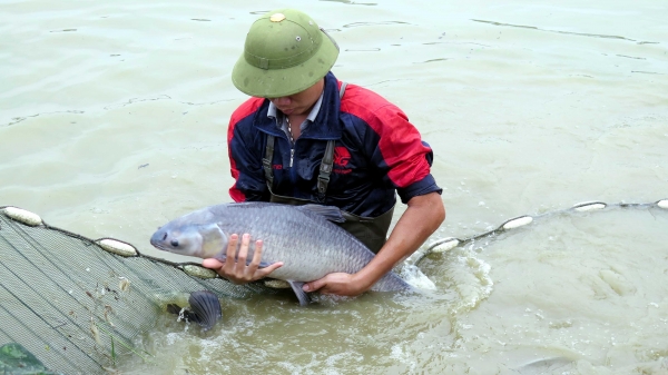Nơi cấp cá giống chất lượng cho vùng cao Thái Nguyên