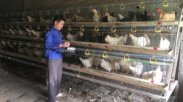 Cao Bằng: Chăn nuôi an toàn, không lo dịch bệnh