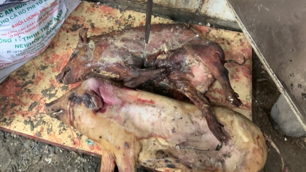 Thu giữ nhiều lợn chết thối tại một cơ sở kinh doanh ăn uống