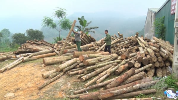 Kinh tế rừng ở tỉnh có độ che phủ rừng cao nhất nước