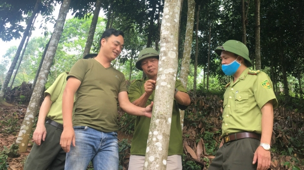 Lực lượng kiểm lâm 19 tỉnh, thành liên kết bảo vệ, phát triển rừng