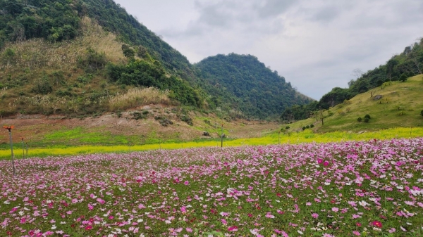 Ngỡ ngàng trước vườn hoa tuyệt đẹp ở Thái Nguyên