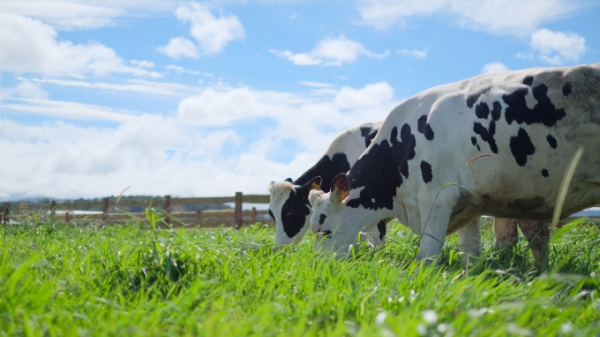Phát triển nông nghiệp bền vững: Nhìn từ hệ thống trang trại bò sữa của Vinamilk