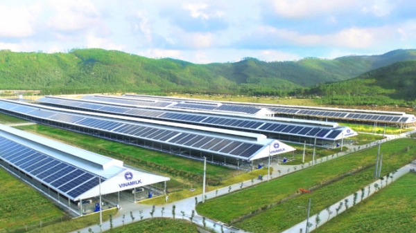Vinamilk đầu tư hệ thống năng lượng mặt trời cho tất cả trang trại.