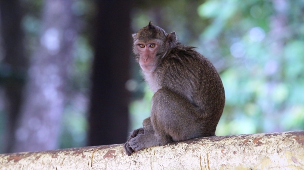 Tây Ninh: Đề xuất di dời khỉ từ Tòa thánh vào rừng tự nhiên