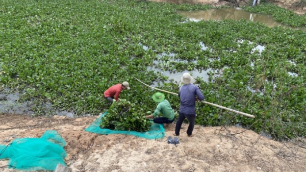 Biến cây hoang dại thành phân bón chất lượng