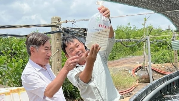Chuyện nuôi tôm ở Đồng Nai: [Bài 3] Tạo 'bệ phóng' cho người dân