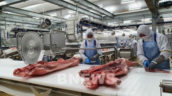 Tập đoàn AVG 'đổ' 1,4 tỷ USD vào nuôi, chế biến lợn tại Thanh Hóa