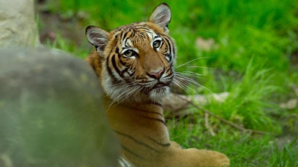 Lần đầu tiên trên thế giới phát hiện hổ bị lây Covid-19 từ người