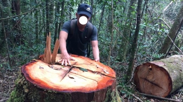 Bộ NN-PTNT báo cáo Thủ tướng vụ phá rừng tại Kon Tum