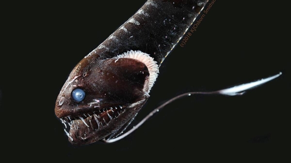 Các loài cá siêu đen sống ở nơi sâu nhất đại dương được giải mã