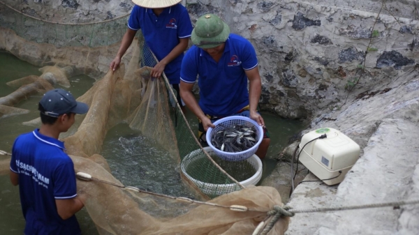 Hợp tác phát triển chuỗi cung ứng cá sạch