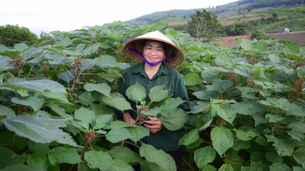 Nụ cười của người trồng gai xanh có thu nhập 'như trong mơ' ở Thanh Hóa