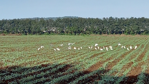 Những cánh đồng sạch không hóa chất gọi đàn chim trở về