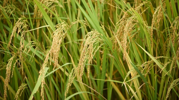 Gần 3.000 lượt nông dân được đào tạo canh tác lúa thân thiện với môi trường