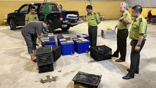 Vườn Quốc gia Cúc Phương tiếp nhận 12 con khỉ vàng từ Kiểm lâm Lạng Sơn