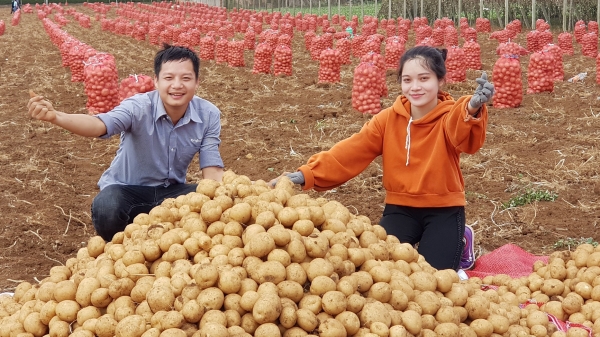 Hai 'ông lớn' Syngenta và PepsiCo giúp nông dân trồng khoai tây lãi 100 triệu đồng/ha