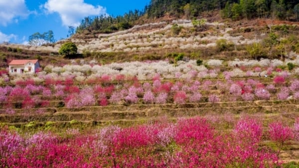 Lạng Sơn chuẩn bị cho Lễ hội hoa đào kéo dài hơn 1 tháng