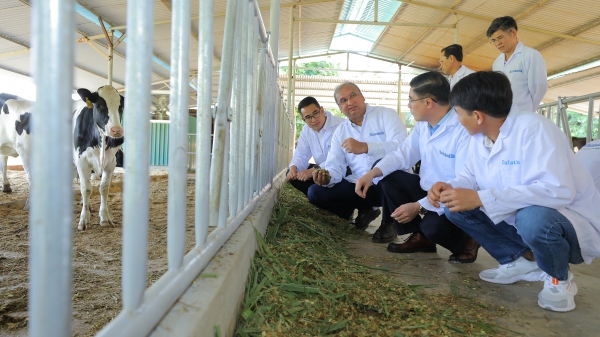 Tập đoàn TH bàn giao bò HF thuần chủng cho nông dân Lâm Đồng