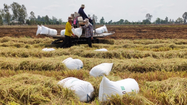 Liên kết sản xuất lúa giống với Vinaseed, nông dân yên tâm về lợi nhuận