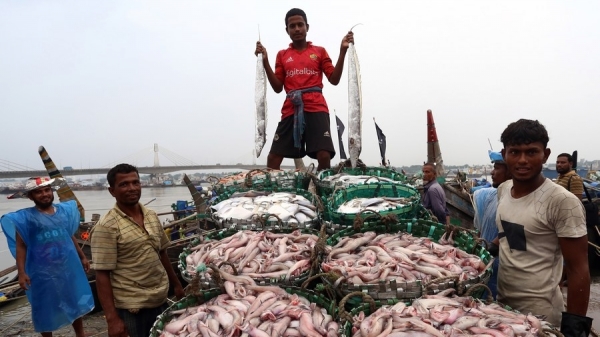 Cá hố, cá khoai đầy ắp cảng cá Bangladesh sau mùa ngừng khai thác