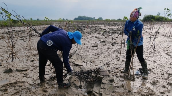 Đa lợi ích từ dự án trồng rừng ngập mặn ven biển Quảng Ninh