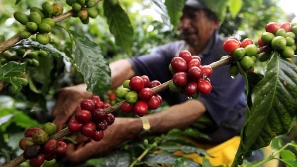 Giảm thiểu rủi ro trong chuỗi cung ứng cà phê toàn cầu