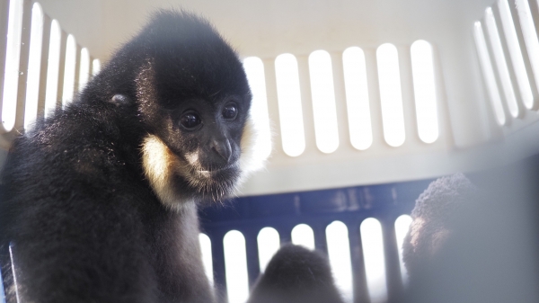 Rescuing rare northern buffed-cheeked gibbon