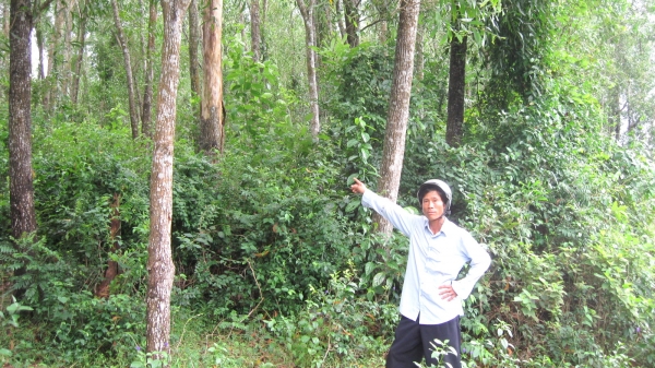 Bình Định xây dựng phương án quản lý rừng bền vững