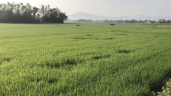 Nông dân Bình Định nỗ lực phòng trừ sâu bệnh bảo vệ lúa ĐX