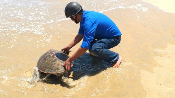 Lan tỏa hoạt động bảo vệ rùa biển quý hiếm