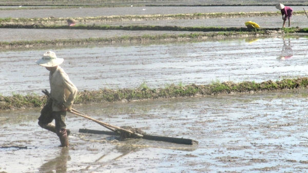 Bình Định: Hơn 6.000 ha lúa Đông Xuân bị ngập trong bão số 9
