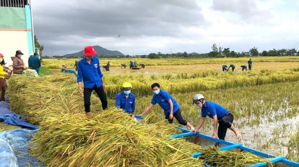 Bình Định huy động lực lượng vũ trang, đoàn thanh niên giúp dân gặt lúa