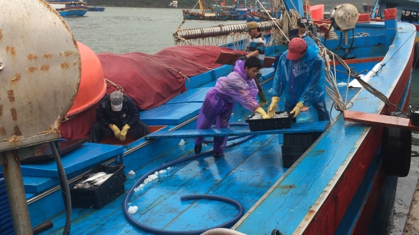 Lao động nghề biển vừa thiếu vừa yếu: [Bài 3] Nhan nhản lao động không chuyên