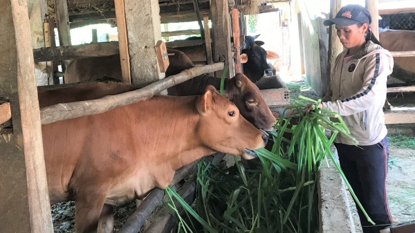 Bình Định triển khai bảo hiểm chăn nuôi