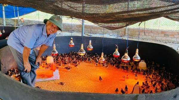 Cơ sở sản xuất giống trong nước 'chết đứng' vì gà nhập lậu