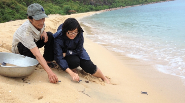 Bình Định bảo vệ, giữ gìn bãi đẻ cho rùa biển