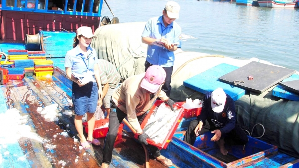 Hạ tầng cảng cá: Bài học Bình Định