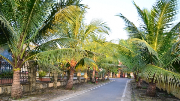Những hàng dừa xanh dần hồi sinh ở Yên Sở