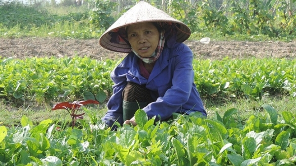 Chuyện phát triển chuỗi rau hữu cơ ở Thanh Xuân