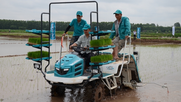 Chuỗi liên kết mạ khay, máy cấy và tiêu thụ thóc tươi ở huyện Phú Xuyên