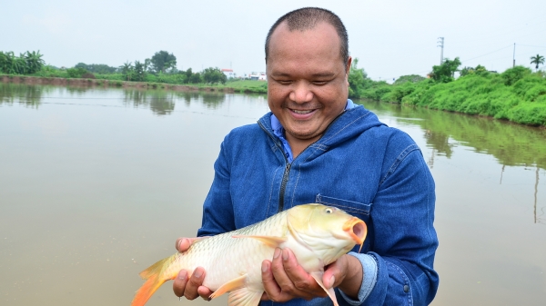 Hà Nội: Giá cá tăng kỷ lục sau nhiều năm trầm lắng, người nuôi phấn khởi